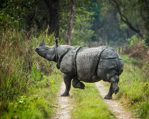 Chitwan Jungle Safari