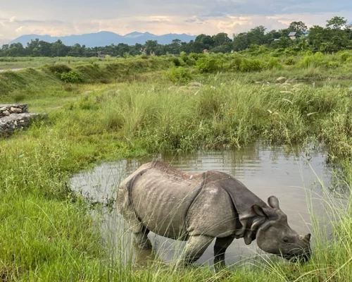 Chitwan Jungle Safari Tour