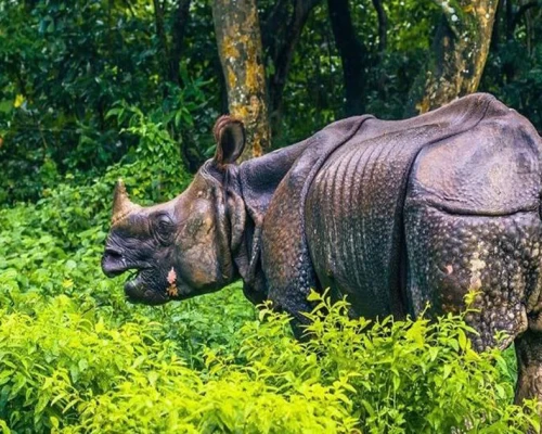 Chitwan Pokhara Kathmandu Package