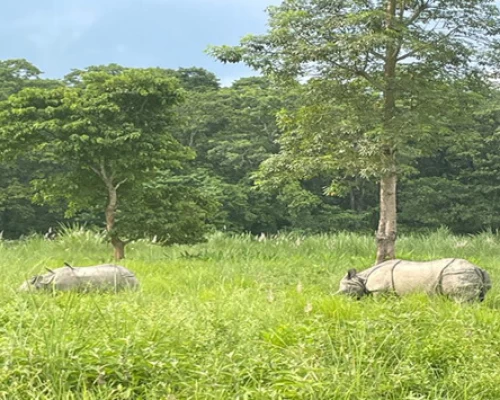 Jungle Safari In Nepal
