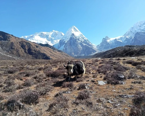 Kanchenjunga Trekking Trail