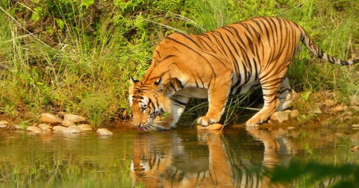 Bardia Jungle Safari Luxury Tour | Tiger Tops Karnali Lodge 4 Days